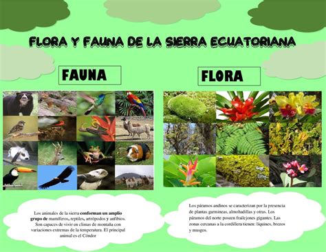 Flora Y Fauna De La Sierra Ecuatoriana Fauna Flora Flora And Fauna