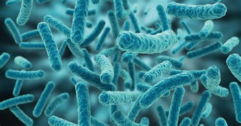 Characterization Of Lactic Acid Bacteria From Sudanese Kissra Bread