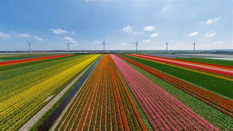 Panoramic aerial view of a tulip field in The country of tulips ...