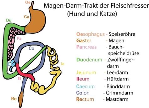 Verdauung Anatomie Und Physiologie Diagram Quizlet