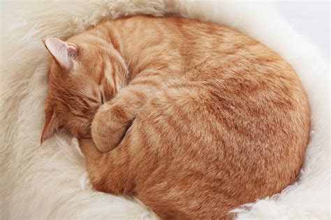 Cat Curled Up In A Ball