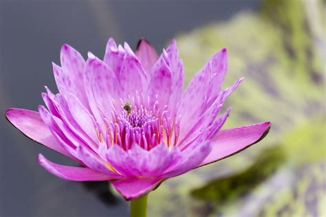 Water Lily Pond Flower Free Photo On Pixabay