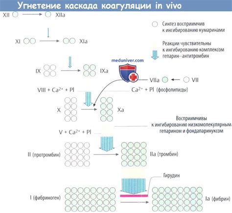 Препараты для профилактики и лечения тромбоза