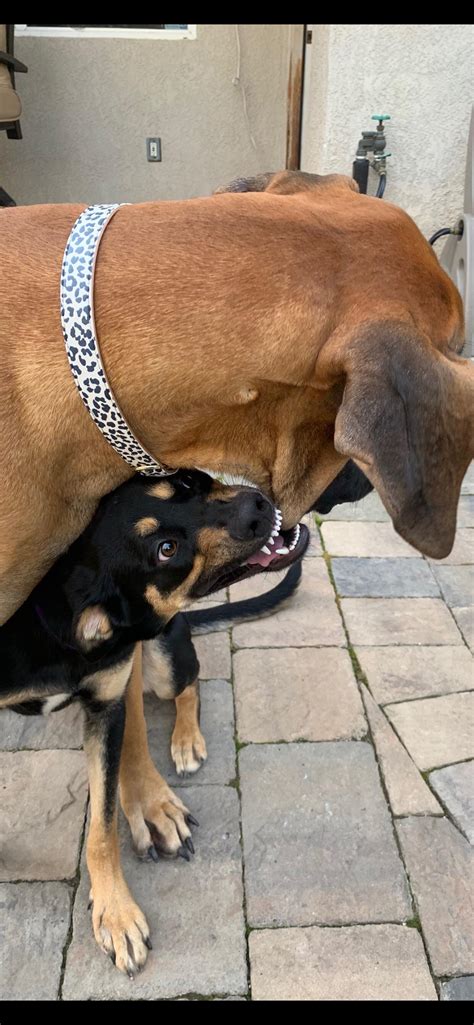 PsBattle: This dog biting another dog. : r/photoshopbattles