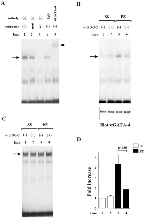 FOG-2 suppresses the PE-induced increase in the DNA-binding activity of ...
