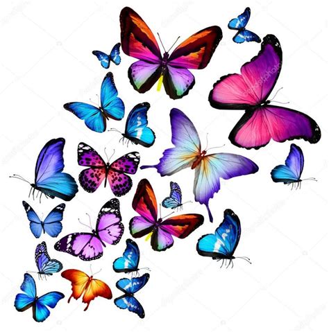 Descargar Muchas Mariposas Diferentes Volando Aisladas Sobre Fondo