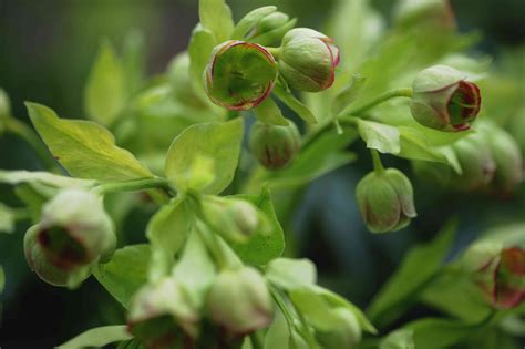 Stinking Hellebore Plant Care And Growing Guide