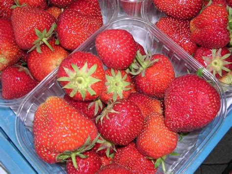 Strawberry - World Crops Database - Temperate fruits