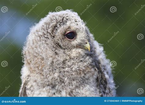 Portrait Of A Tawny Owl Strix Aluco Bird Of Prey In The British Uk