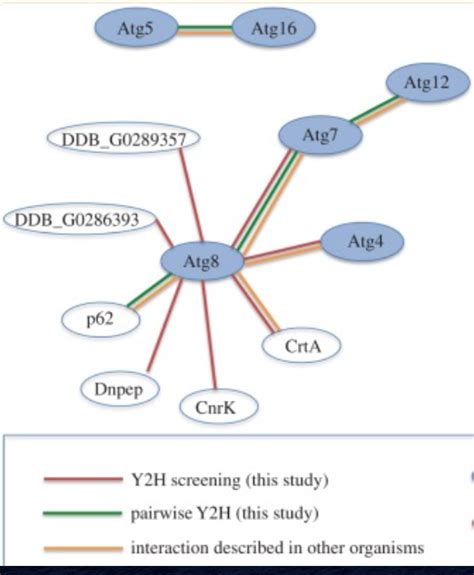 ntr atg complex issue  geneontologygo ontology github