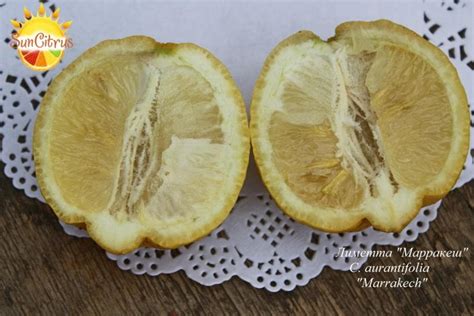 Лаймы \ Лиметты \ С. Аurantifolia
