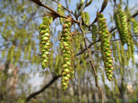 Граб (Carpinus)
