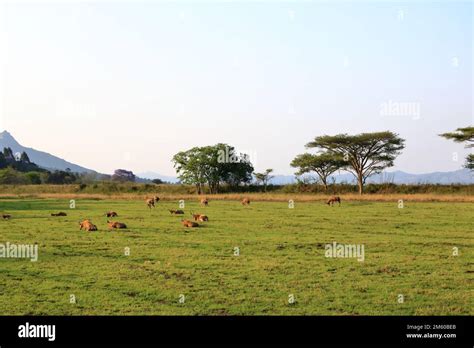 Mlilwane Wildlife Sanctuary In Swaziland Eswatini Stock Photo Alamy