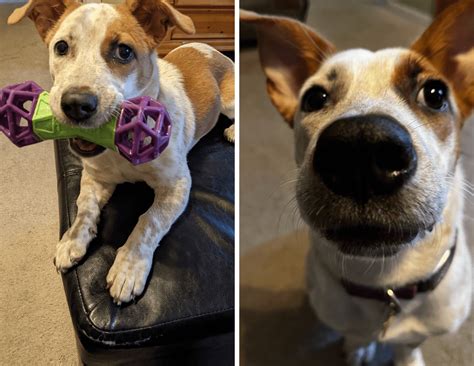 Tales Of A New Puppy