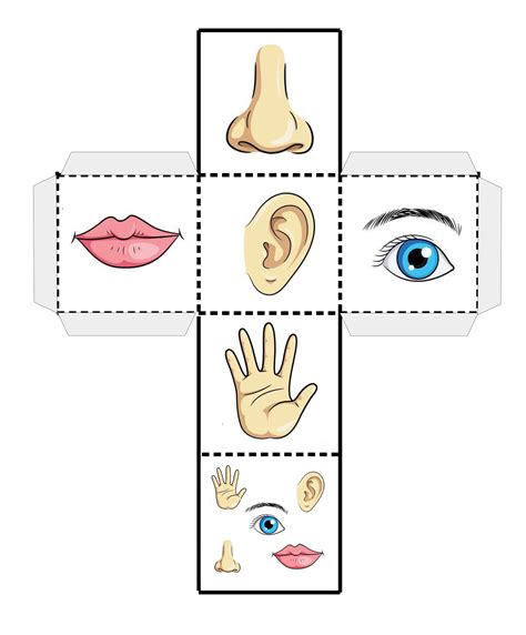 Развивающие игры для детей "Пять органов чувств" Body Parts Preschool ...