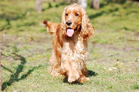 犬のイングリッシュコッカースパニエルってどんな犬？飼いやすさは？その性格と特徴 ワンコとhappy Life！