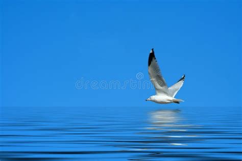 Seagull Flying Against A Bright Blue Sky Stock Photo Image Of Feather