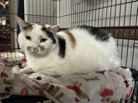 Meet Chance, Our Newest Pet of The Week – WNY News Now