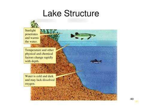 Diagram of Lake Structure | Quizlet