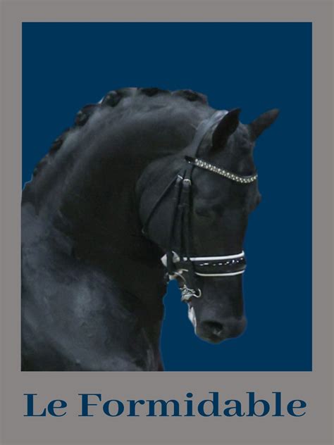 hengsten hengstenhouderij brouwers