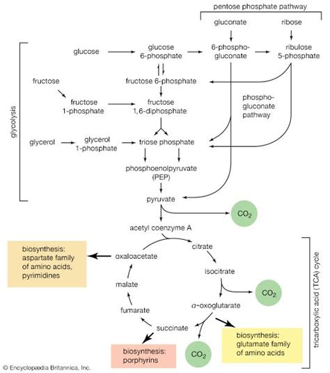 Metabolism Definition Process And Biology Britannica