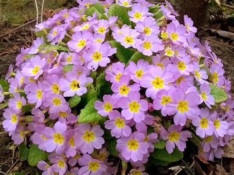 Примула бесстебельная в саду (71 фото) - фото - картинки и рисунки ...