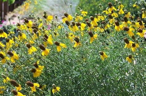 Texas Native Wildflowers for San Antonio and Hill Country