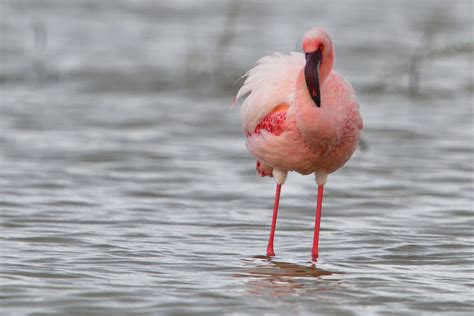 Lesser Flamingo Holmen Birding Safaris