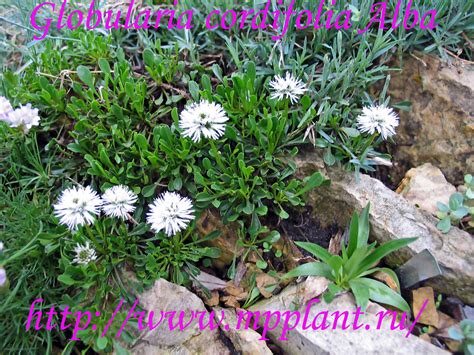 Сад и коллекция - КОЛЛЕКЦИОННЫЕ РАСТЕНИЯ ДЛЯ САДА, СЕМЕНА