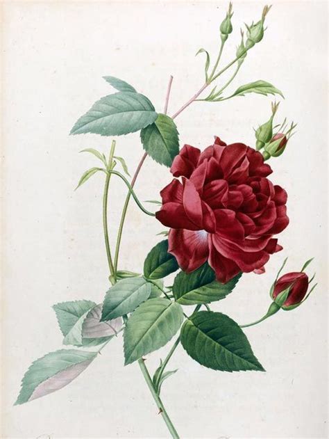 Рафаэль цветов - Пьер-Жозеф Редуте Цветочные винтажные открытки ...