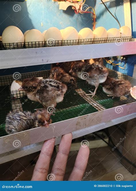 Ks1 Steps To A Chicken Hatching 4