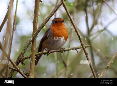 Robin Redbreast In The Uk Stock Photo Alamy