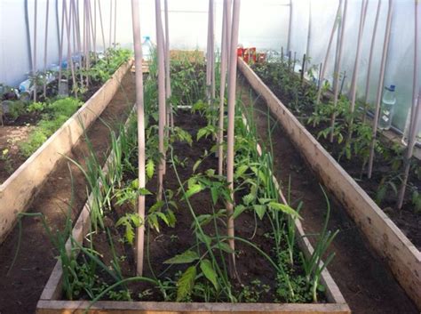 Выращивание рассады томатов в торфяных таблетках - Огород