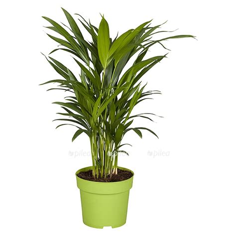 Хризалидокарпус пальма купить в Москве с доставкой в интернет магазине ...