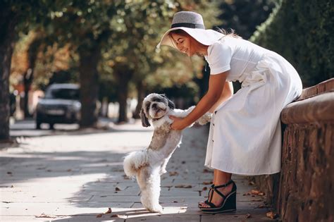 How to Potty Train Your Dog in Dubai | Expert Tips & Guide