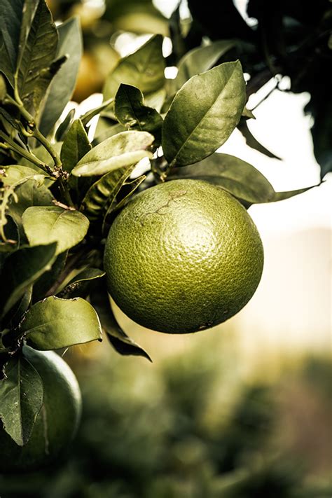 MONTENEGRO | Behance