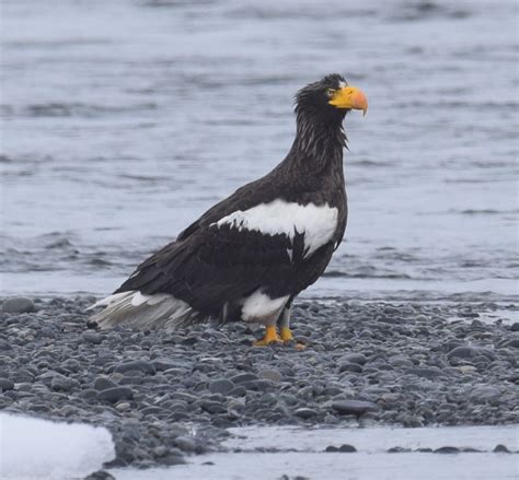 Aves De Rapi A Cu Les Son Caracter Sticas Tipos Ejemplos