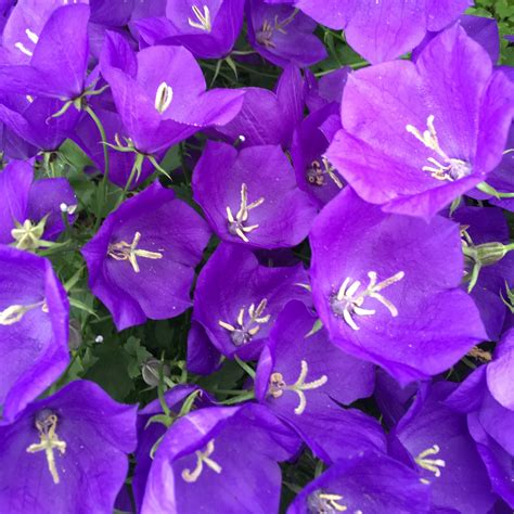 Колокольчик Карпатский Pearl White (62 фото) - фото - картинки и ...