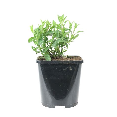 Buy hardy perennial Verbena Verbena 'Lollipop' - Organic purple - Hardy