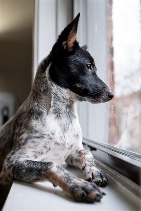 Blue Heeler Rat Terrier Mix What To Expect From This Designer Dog