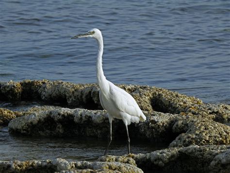 Bird Egret Heron Little - Free photo on Pixabay - Pixabay