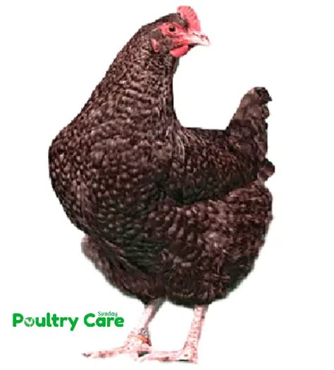 Marans Chicken: Breed Profile, Eggs, Height, Size, Care Guide