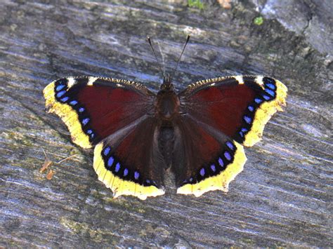 Butterfly Identification Guide 26 Types Of Butterflies With Photos