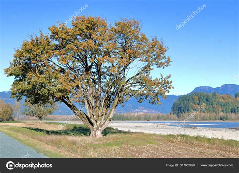 Wide View Mature Elm Tree Standing Wide Shallow River Dry Stock Photo