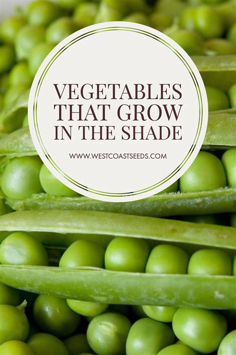 Learn How To Grow Vegetables In The Shade Our List Of Shade Loving