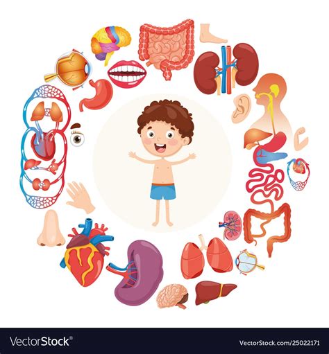 Раскраска внутренние органы человека для детей - 57 фото