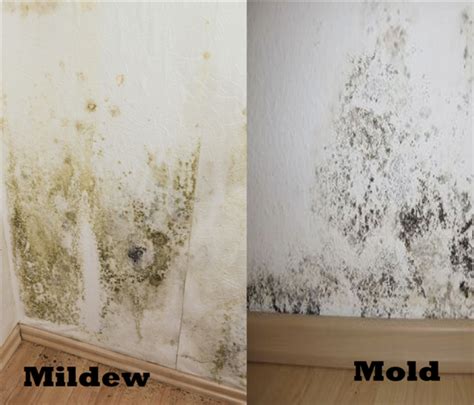 How To Prevent Winter Mold And Mildew In Your Home