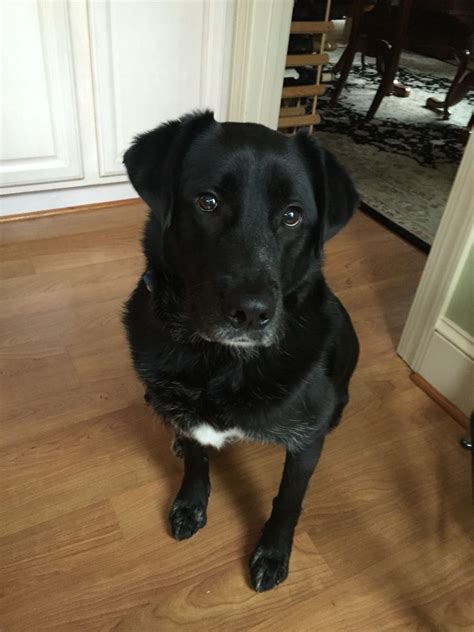 Black Lab Border Collie Mix - dopi