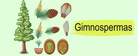 Plantas Gimnospermas Exemplos - Gimnospermas Exemplos Caractersticas E Reproduo