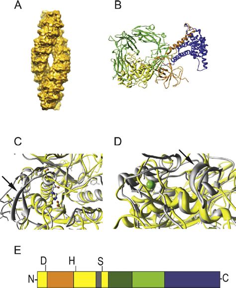 Structure Of TPP II At Different Levels A Cryo EM Structure Of The